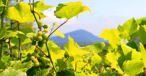 Winery «Ledge Rock Hill Winery, LLC», reviews and photos, 41 Stewart Dam Rd, Corinth, NY 12822, USA