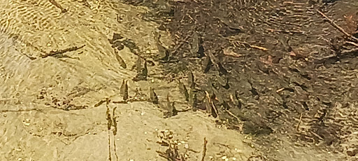 Nature Preserve «Bow in the Clouds Preserve», reviews and photos, 1805 Nazareth Rd, Kalamazoo, MI 49048, USA