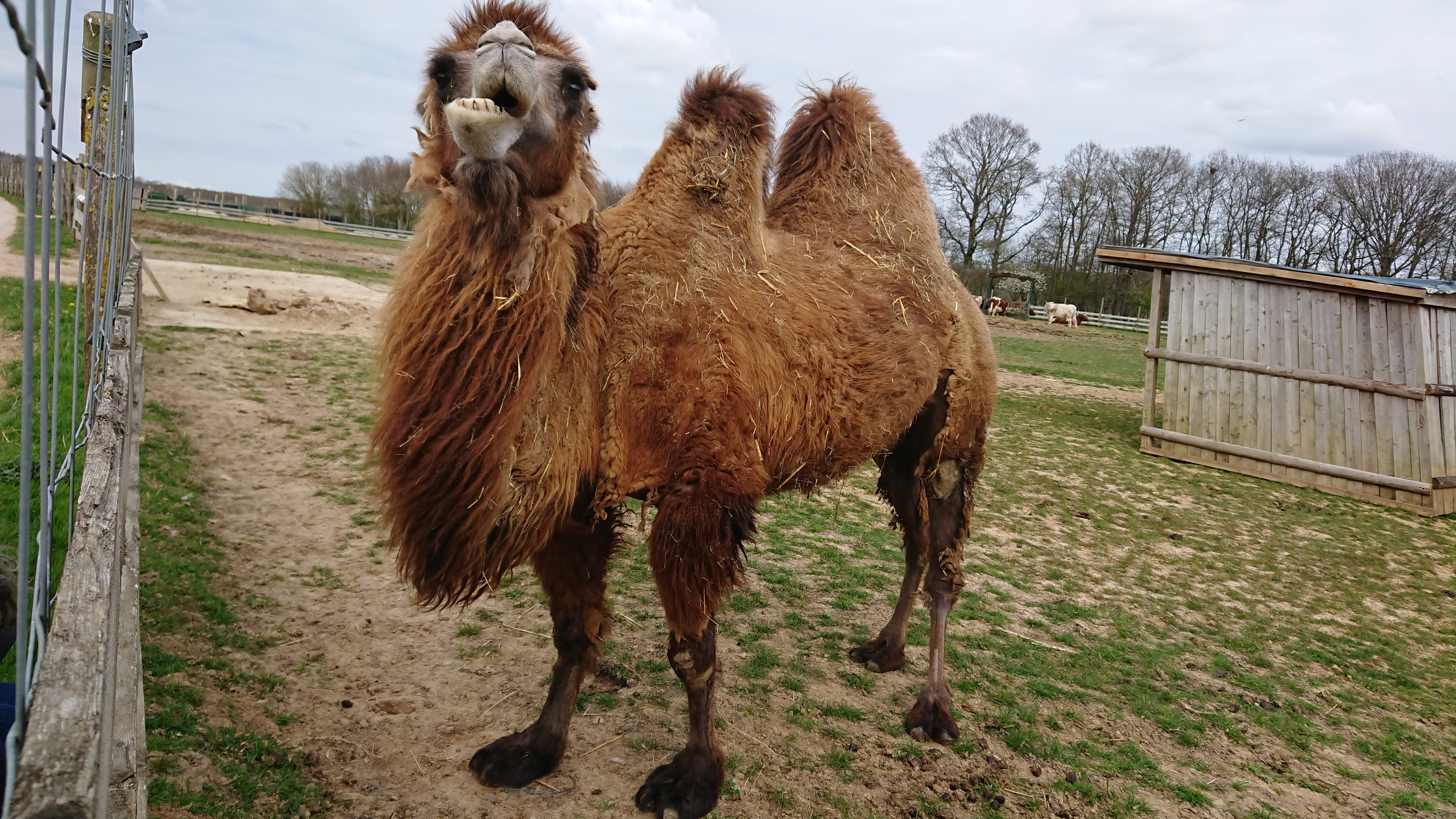 Photo n° 2 de l'avis de chinchilette. fait le 21/04/2019 à 12:29