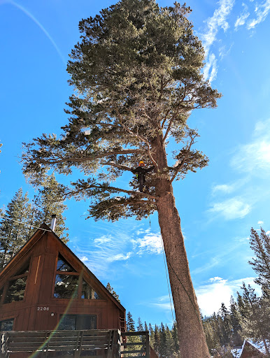 YFR Tree & Land Management image