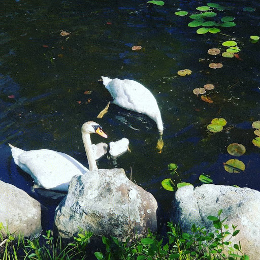 Park «D.W. Field Park», reviews and photos, D W Field Pkwy, Brockton