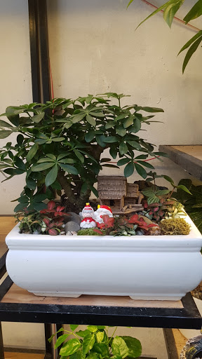 Top 20 cửa hàng cây kiểng Huyện Ba Vì Hà Nội 2022