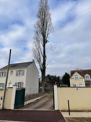 ENTREPRISE BAUER élagueur bûcheron 93 Drancy à Drancy