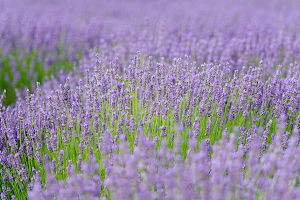 Lavender By the Bay image