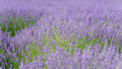 Lavender By the Bay