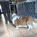 Photo n°1 de l'avis de Tomás. fait le 19/03/2023 à 08:59 sur le  Hotel San Desiderio à Rapallo