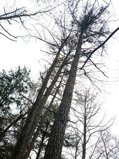 Nature Preserve «Davidson-Arabia Nature Preserve», reviews and photos, 3787 Klondike Rd, Lithonia, GA 30038, USA