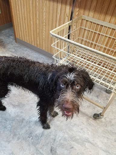 3 Dogs Wash & Services