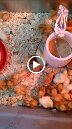 Home Improvement Store «Tractor Supply Co.», reviews and photos, 911 Center Point Rd, Hendersonville, TN 37075, USA