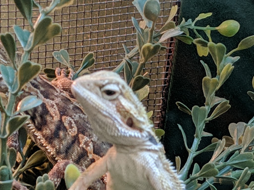 Pet Supply Store «Pet Supplies Plus», reviews and photos, 911 N Cable Rd a, Lima, OH 45805, USA