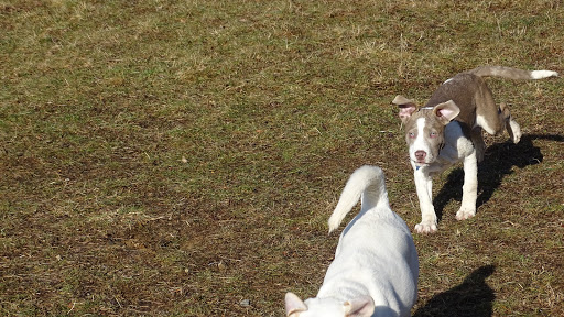 Dog Trainer «Awesome Dawgs Dog Training LLC», reviews and photos, 3052 Pricetown Rd, Temple, PA 19560, USA