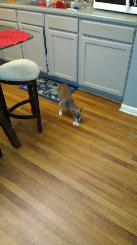 DC's Shear Vision Mobile Salon Powder Springs, GA 30127 Services, Reviews, Hours and Contact