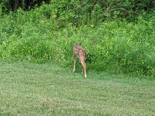 Public Golf Course «Rouge Park Golf Course», reviews and photos, 11701 Burt Rd, Detroit, MI 48228, USA
