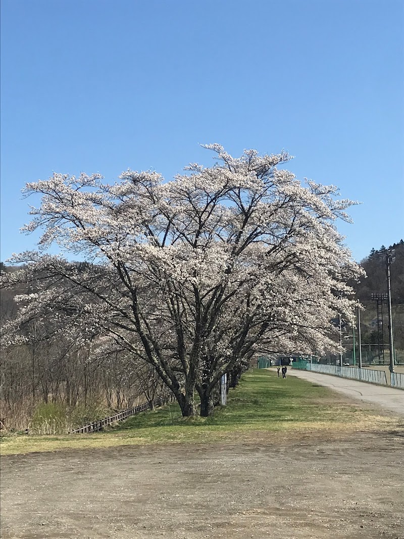 三原の桜並木