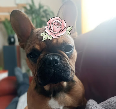 Elevage de bouledogue français à Magescq