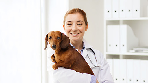 Emergency veterinarian service Bridgeport