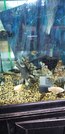 Tropical Fish Store «Tropical Lagoon Aquarium», reviews and photos, 9431 Georgia Ave, Silver Spring, MD 20910, USA