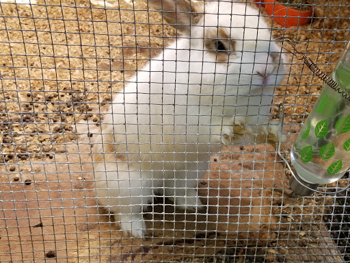 Zoo «3 Palms Zoo & Education Center», reviews and photos, 924 Blackbird Forest Rd, Clayton, DE 19938, USA