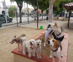 Parque para perros photo