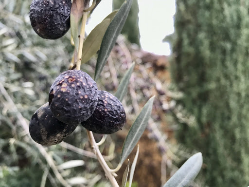 Event Venue «Viaggio Estate & Winery», reviews and photos, 100 E Taddei Rd, Acampo, CA 95220, USA