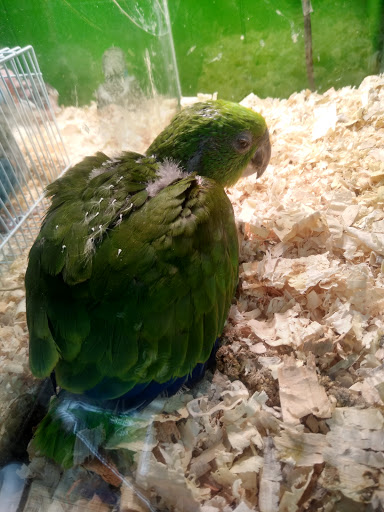 Pet Store «Inez Pet Shop», reviews and photos, 3825 Whittier Blvd, Los Angeles, CA 90023, USA