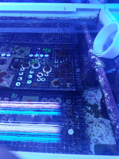 Tropical Fish Store «Hydra Aquatics International, Inc.», reviews and photos, 1300 Stirling Rd #7a, Dania Beach, FL 33004, USA