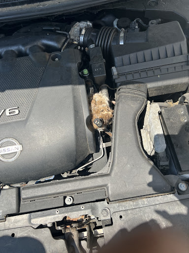 Used Car Dealer «Carsbuck inc», reviews and photos, 776 Coney Island Ave, Brooklyn, NY 11218, USA