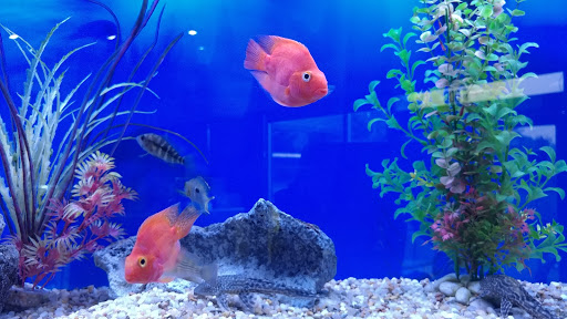 Aquarium «Aquatica», reviews and photos, 800 Clanton Rd H, Charlotte, NC 28117, USA