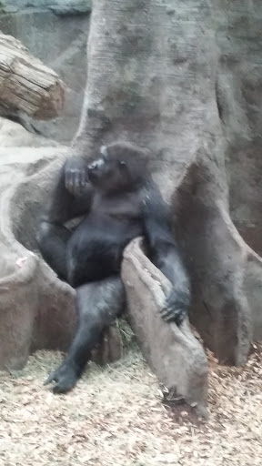 Golf Course «William J. Devine Golf Course at Franklin Park», reviews and photos, 1 Circuit Dr, Dorchester, MA 02121, USA