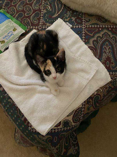 Thrift Store «Alpine Humane Society Thrift Store», reviews and photos, 706 N 5th St, Alpine, TX 79830, USA