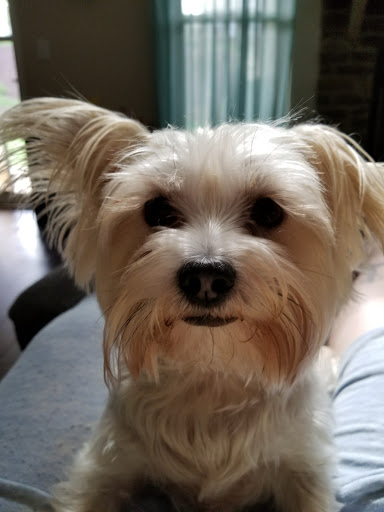 Pet Store «Boiling Springs Pet World», reviews and photos, 2651 Boiling Springs Rd, Spartanburg, SC 29316, USA