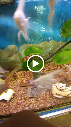 Tikis Tropical Fish image