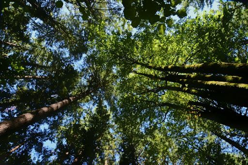 State Park «Willamette Stone State Heritage Site», reviews and photos, 253 NW Skyline Blvd, Portland, OR 97210, USA