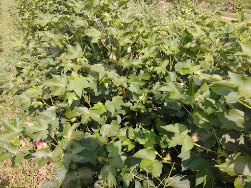 Produce Market «Richards Fruit Market», reviews and photos, 6410 Middle Rd, Middletown, VA 22645, USA