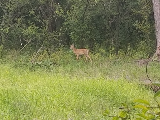 Park «Lions Coon Creek Park», reviews and photos, 1664 119th Ave NW, Coon Rapids, MN 55433, USA