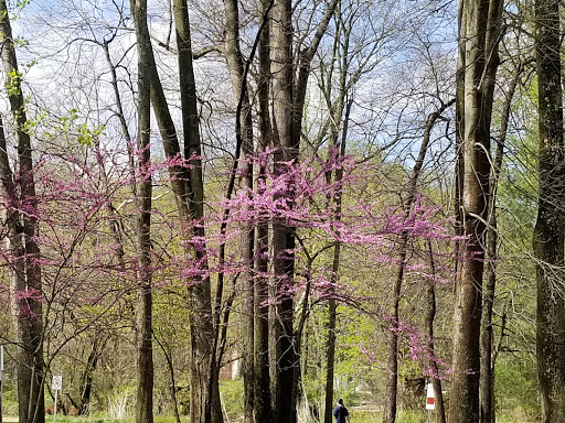 Park «Meadowbrook Local Park», reviews and photos, 7901 Meadowbrook Ln, Chevy Chase, MD 20815, USA