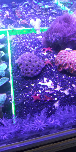 Tropical Fish Store «Glass Aquatics», reviews and photos, 542 W Harwood Rd, Hurst, TX 76054, USA