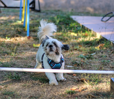 Education canine 82 Laura Duchosal à Valence d'Agen