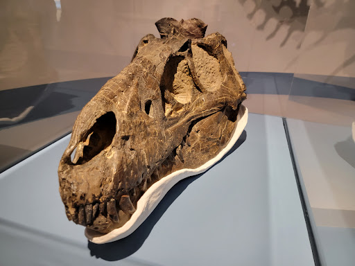 Natural History Museum «Cleveland Museum of Natural History», reviews and photos, 1 Wade Oval Dr, Cleveland, OH 44106, USA