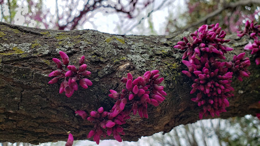 Art Museum «The Parthenon», reviews and photos, 2500 West End Ave, Nashville, TN 37203, USA