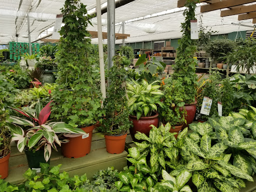 Garden Center «Pike Nurseries», reviews and photos, 615 W Crossville Rd, Roswell, GA 30075, USA