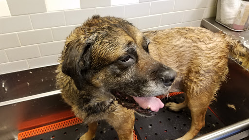 Pet Supply Store «Petco Animal Supplies», reviews and photos, 4480 S Cobb Dr B, Smyrna, GA 30080, USA