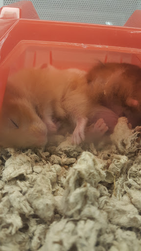 Pet Supply Store «Petco Animal Supplies», reviews and photos, 4915 E 41st St C, Tulsa, OK 74135, USA