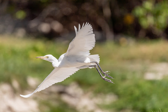 Great Salt Pond by null