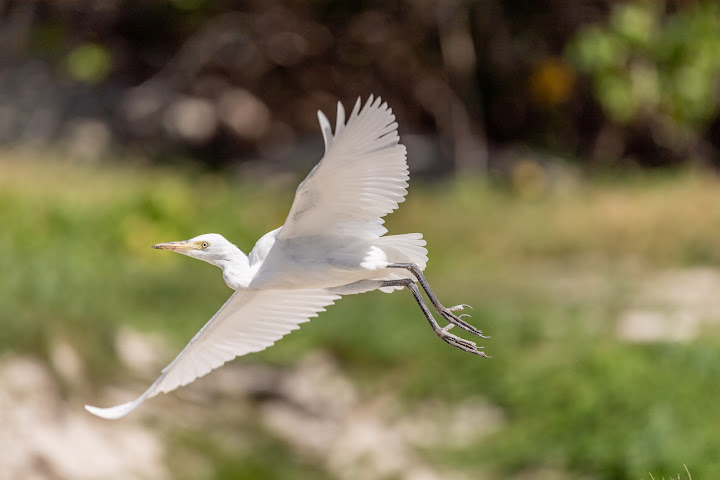Great Salt Pond by null
