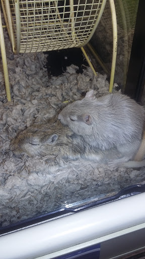 Pet Supply Store «PetSmart», reviews and photos, 9887 76th St, Pleasant Prairie, WI 53158, USA