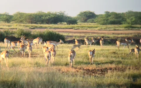 Blackbuck National Park image