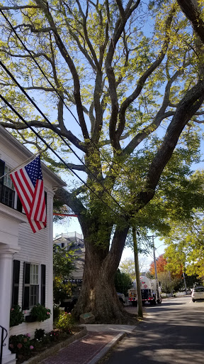 Market «Rosewater Market», reviews and photos, 20 S Summer St, Edgartown, MA 02539, USA