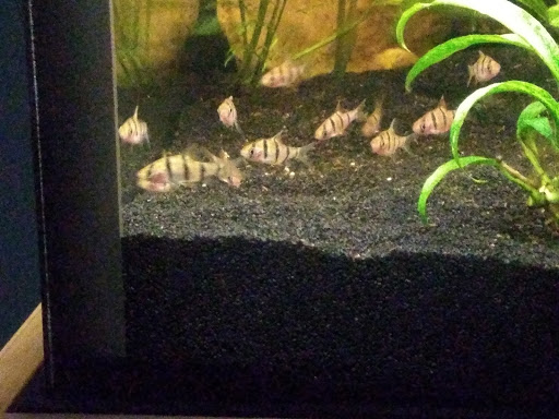 Pet Store «St Tammany Pet Center», reviews and photos, 895 Robert Blvd, Slidell, LA 70458, USA