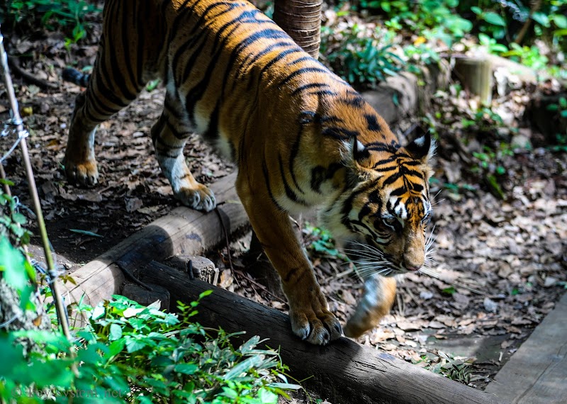 トラの森 上野動物園